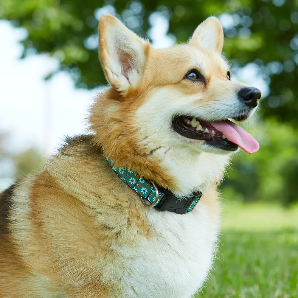 Gosfield - Dog Collar