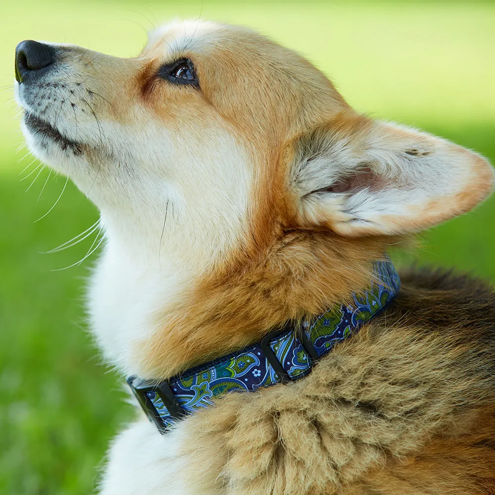 Gosfield - Dog Collar